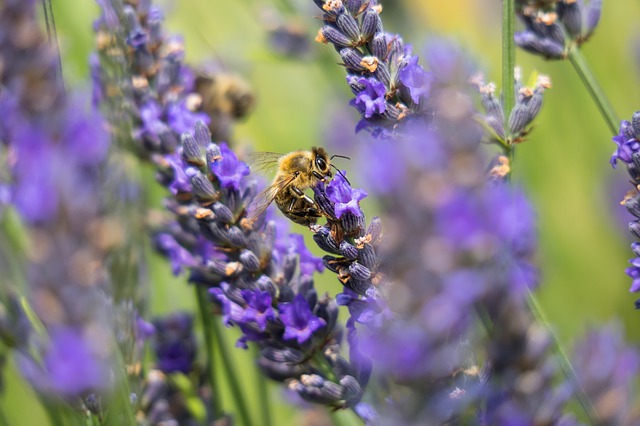včela sedí na levanduli.jpg